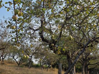 I am selling apples from the Detalu orchard and