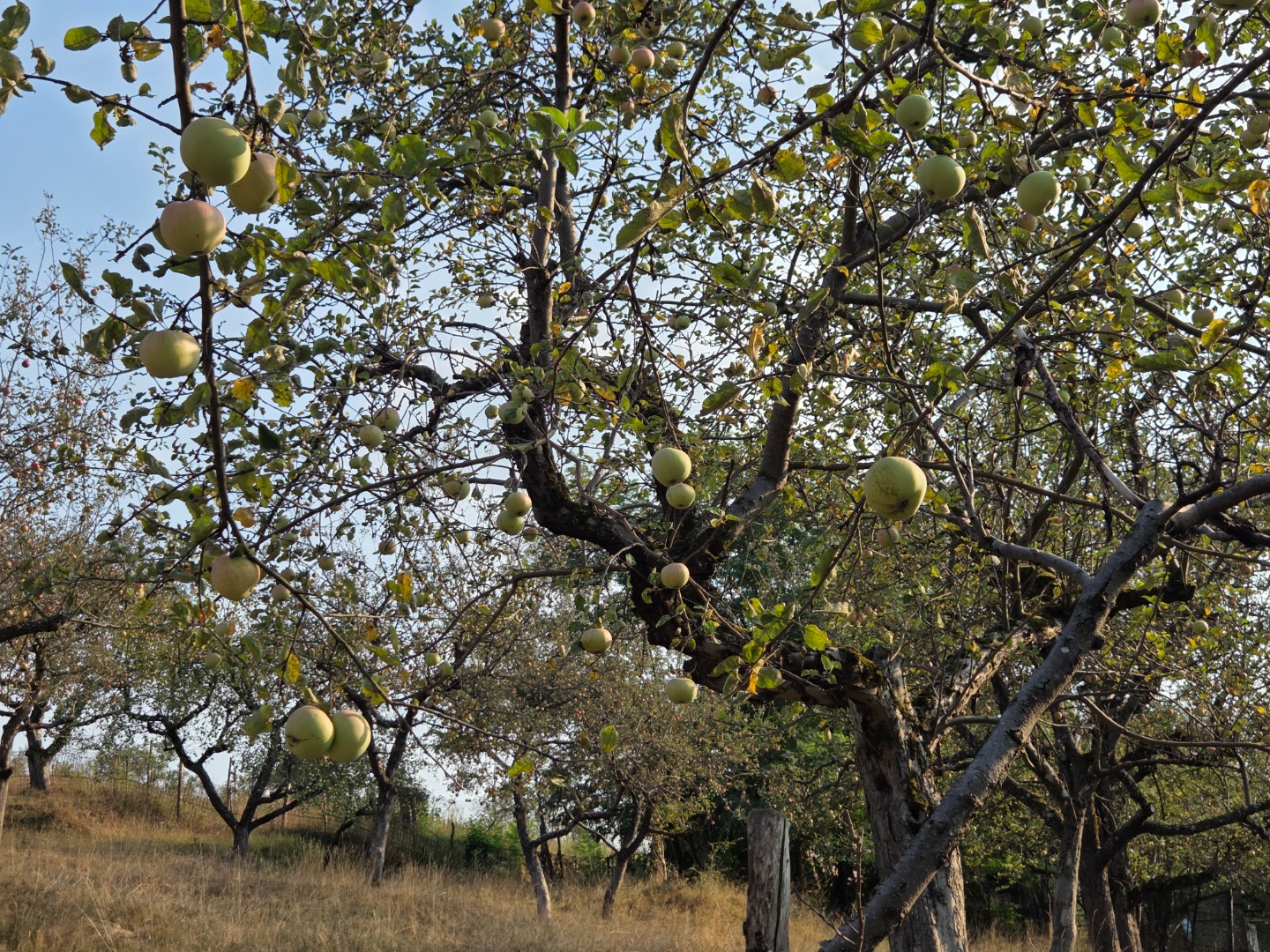 I am selling apples from the Detalu orchard and I am negotiating on the following number