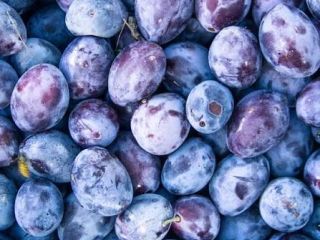 I'm looking to buy Hungarian plums in any quantity.