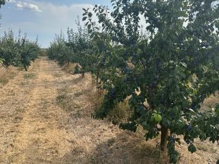 I am selling 150 tons of plums of the
