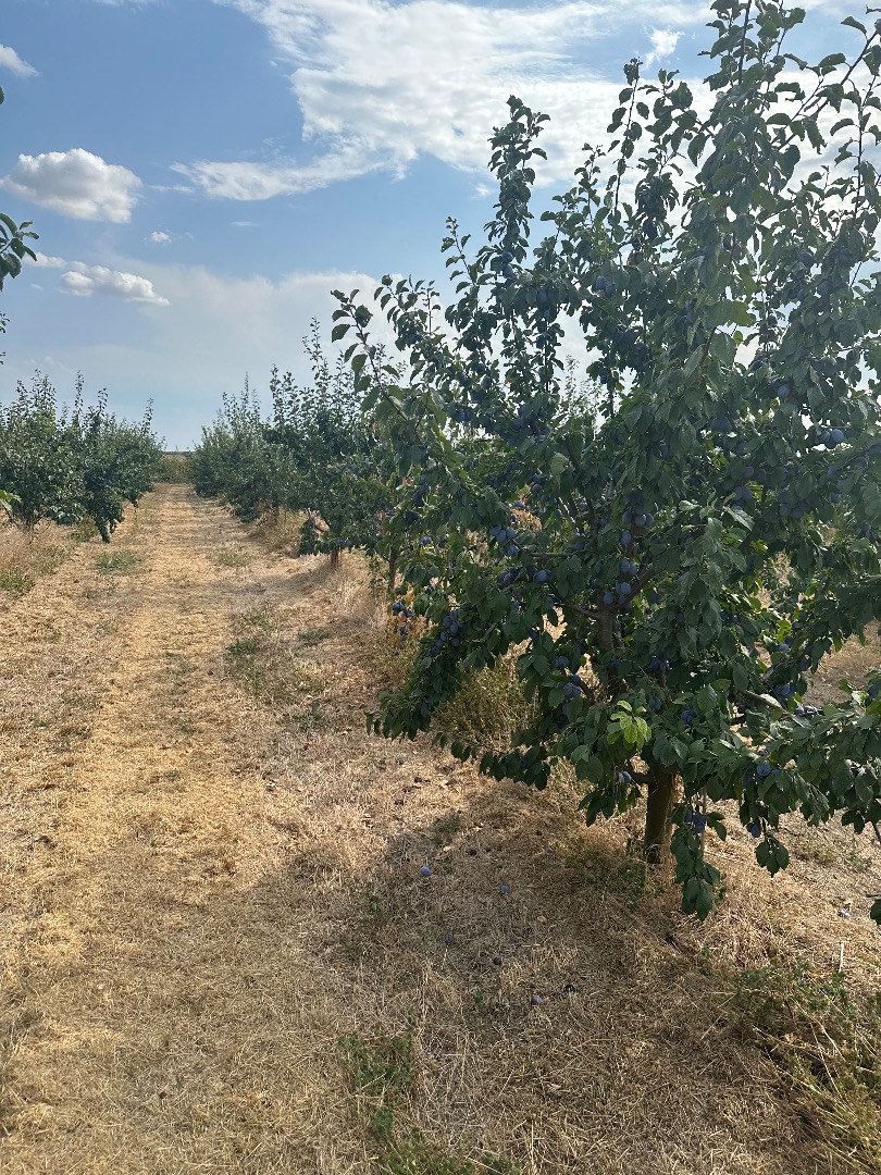 I am selling 150 tons of plums of the Stanley variety