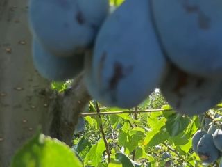 I sell Stanley plums in large quantities. More details