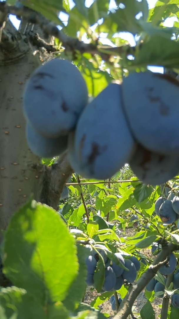 I sell Stanley plums in large quantities
