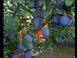 I will sell hagante plums