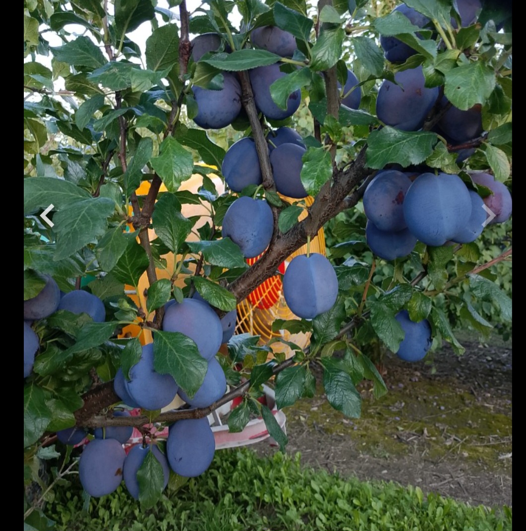 I will sell hagante plums