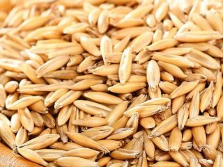 2026 season organic oats, currently available 25t, but will