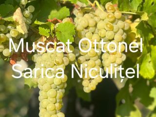 Grapes for sale from the Sarica Niculițel Vineyard