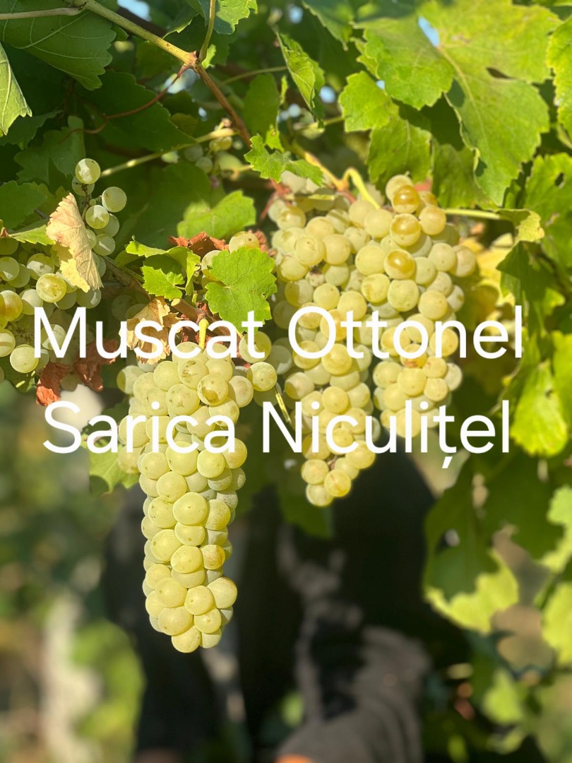 Grapes for sale from the Sarica Niculițel Vineyard