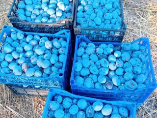 Dried plums of the "Stanley" variety, grown using organic