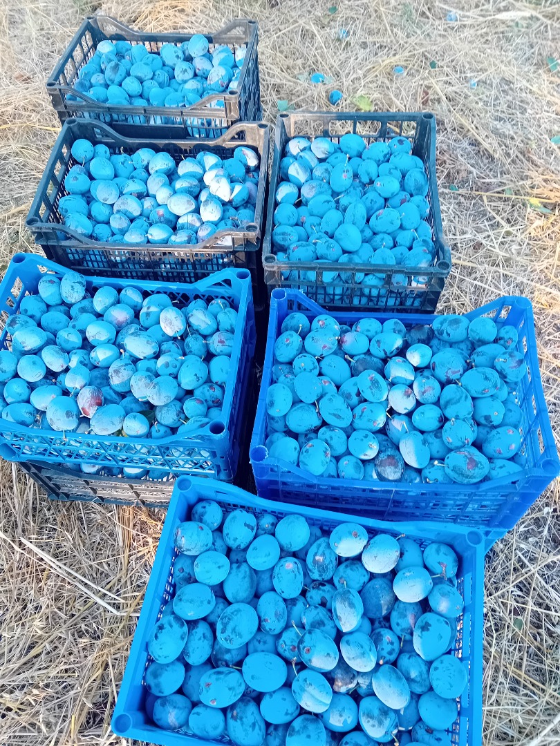 Dried plums of the "Stanley" variety, grown using organic methods