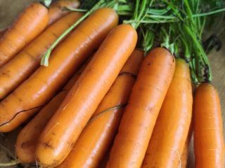 Hello. I'm selling edible carrots, the "Speedo" variety. Price: