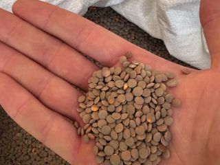 Brown lentils with red core I offer quality brown