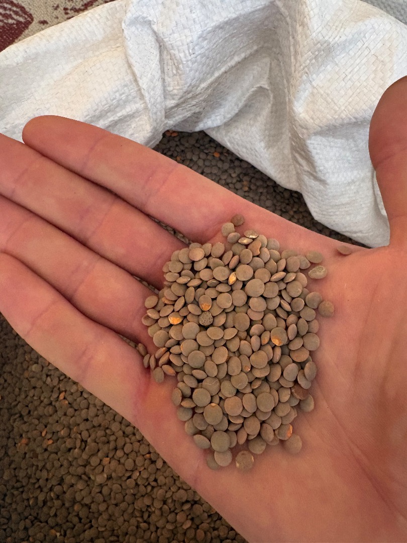 Brown lentils with red core I offer quality brown lentils of my own production