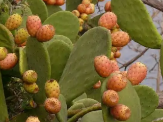 Thornless prickly pears in 1 kg baskets