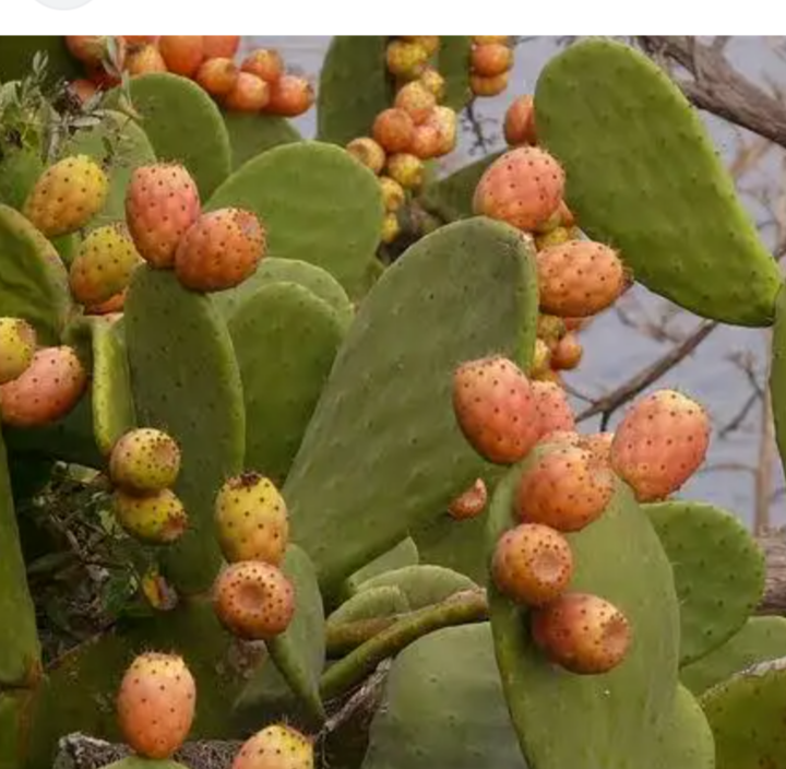 Thornless prickly pears in 1 kg baskets