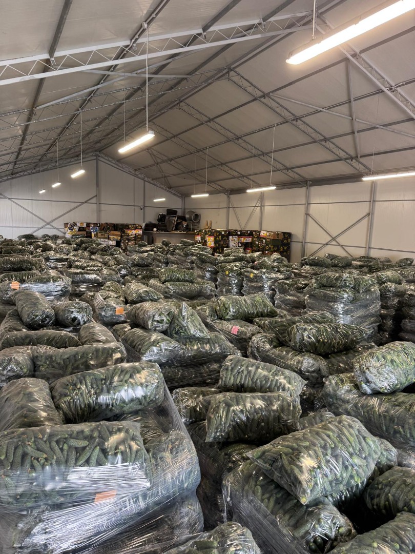 Fresh Romanian Greenhouse Cucumbers – Wholesale / Large Volumes We offer fresh greenhouse cucumbers from Romania, carefully selected, packed and prepared for