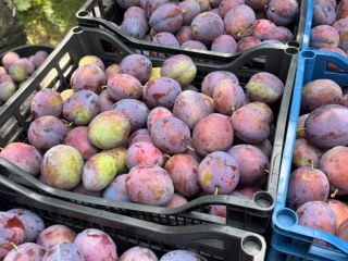 PRESIDENT PLUMS – 20–30 TONS – ROMANIA Fresh President