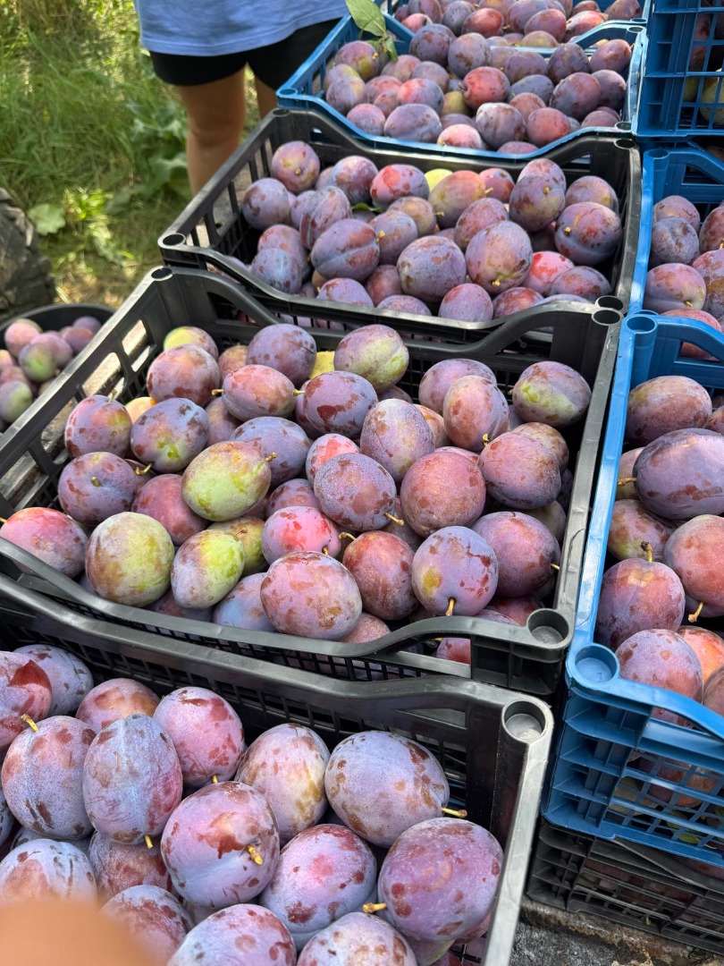 PRESIDENT PLUMS – 20–30 TONS – ROMANIA Fresh President plums, extra-large size (80–100g), dark blue/purple, firm flesh, freestone