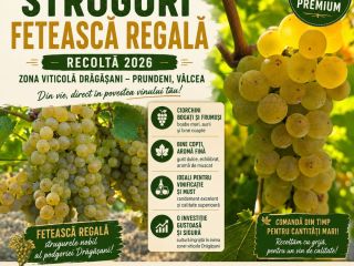 It's harvest time! We sell Fetească Regală grapes, from