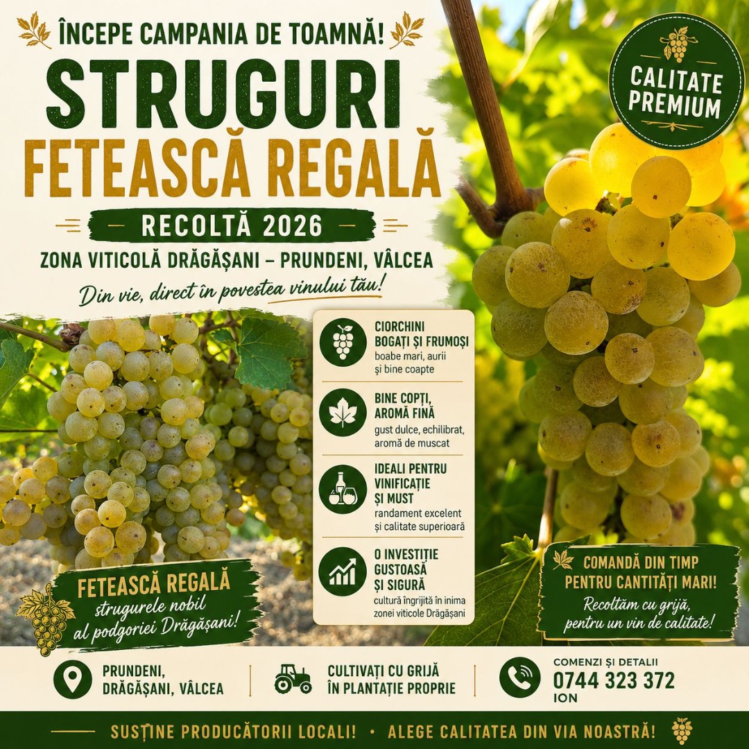 It's harvest time! We sell Fetească Regală grapes, from our vineyard in Prundeni, Drăgășani wine-growing area