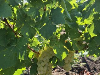 I SELL GRAPES FROM THE VARIETY OF MUSCAT OTTONEL