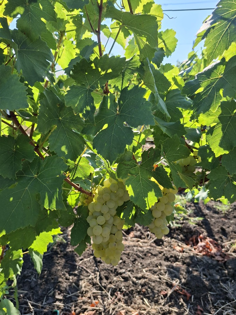 I SELL GRAPES FROM THE VARIETY OF MUSCAT OTTONEL PLANTATION YEAR 6 CERTIFIED DOC DIRECT OWNER WITHOUT TRANSPORT POTGORIA ODOBESTI, VRANCEA, ROMANIA