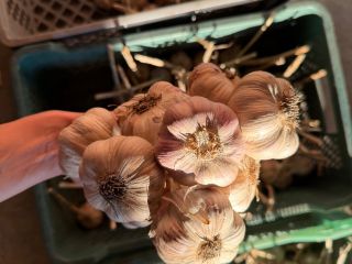 I'm offering for sale garlic from Polish farms, currently