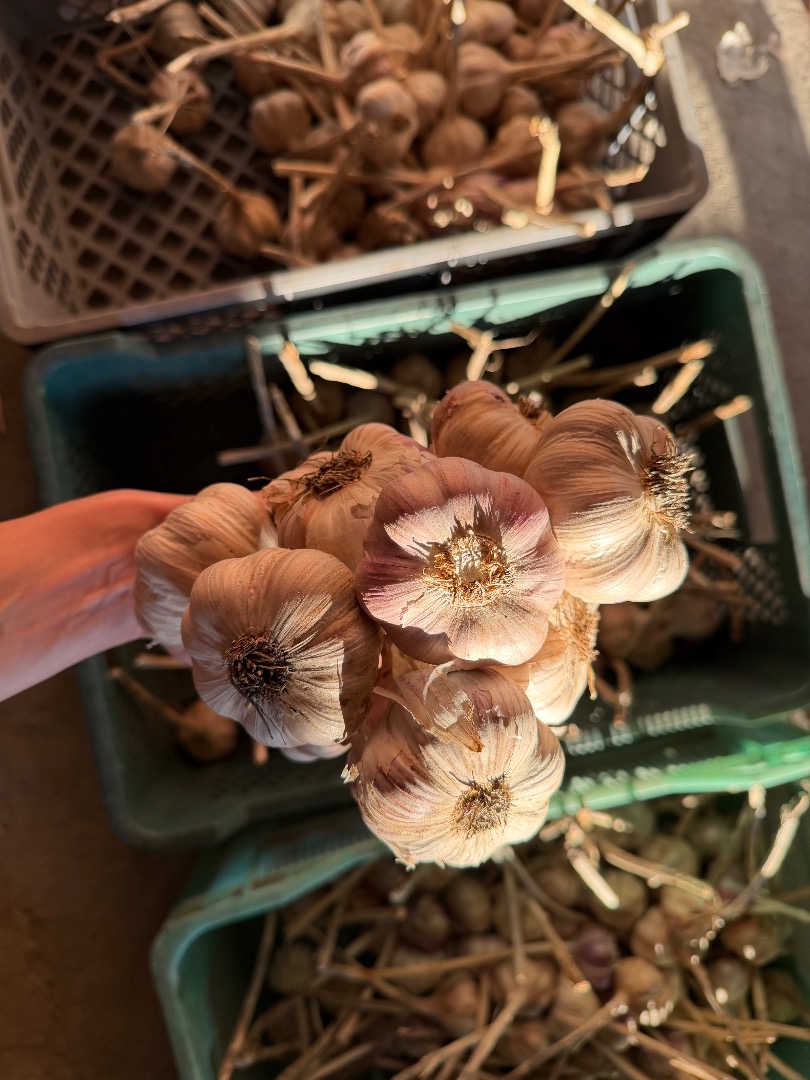 I'm offering for sale garlic from Polish farms, currently harvested and undergoing sorting