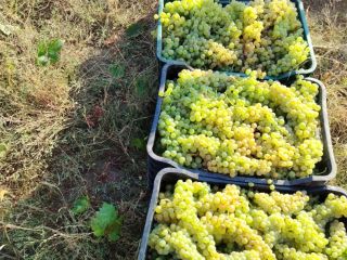 Wine grapes and table grapes, directly from the producer