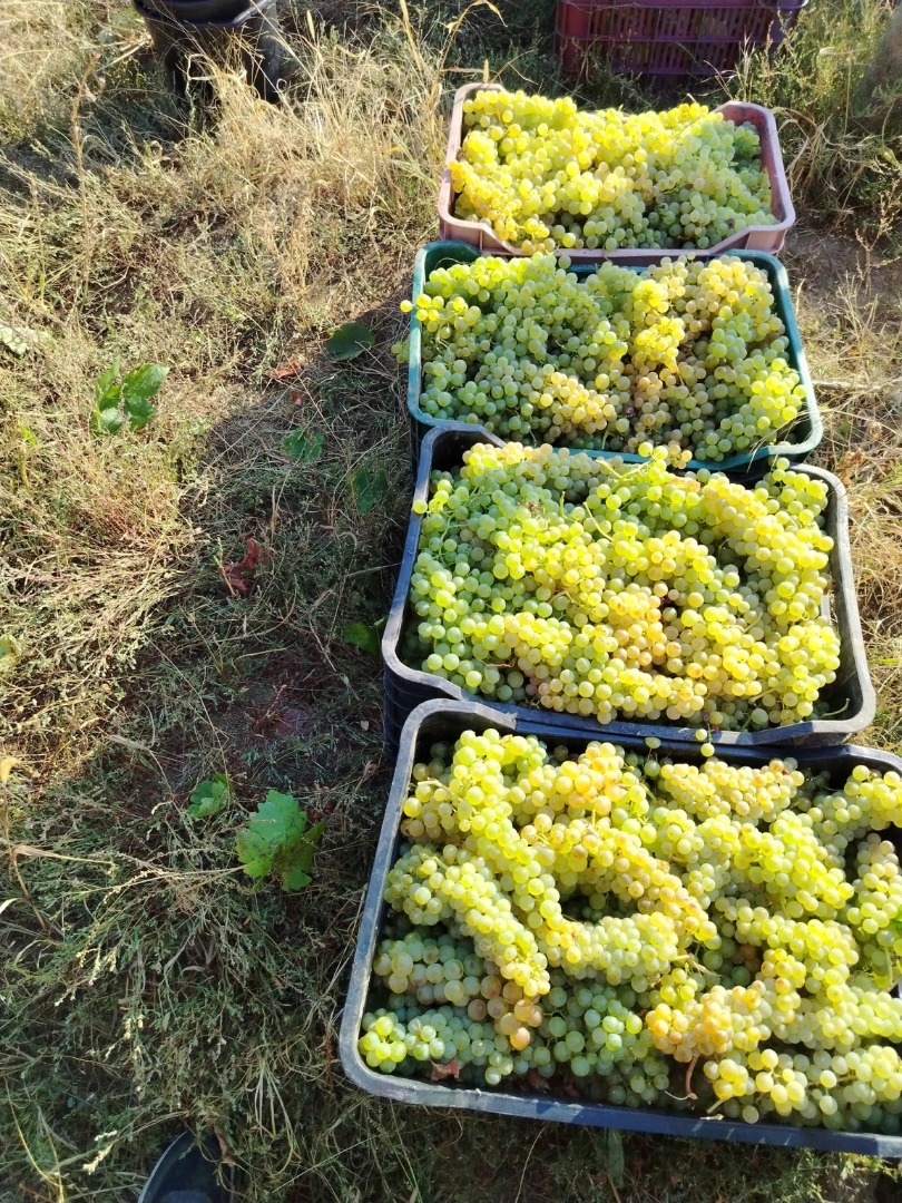 Wine grapes and table grapes, directly from the producer Producer with over 20 years of experience in the Panciu wine-growing area