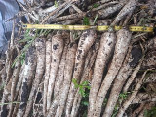 Commercial-grade parsley. Freshly dug. Packaging and quantity negotiable. Available