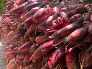 Red water onion Price negotiable depending on quantity Buzău