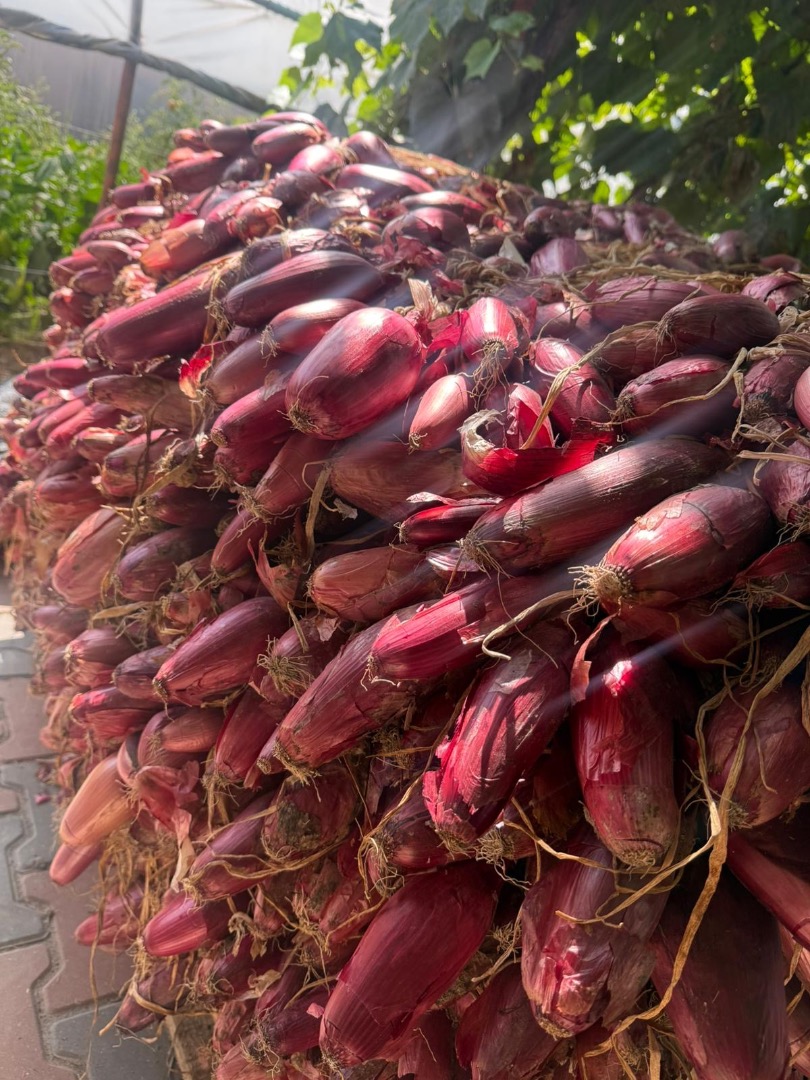 Red water onion Price negotiable depending on quantity Buzău County Potoceni Locality