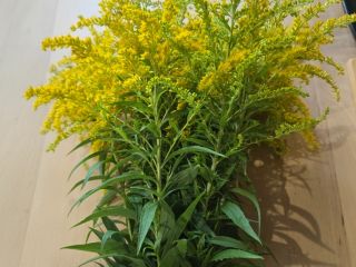 Hello, I'm selling dried Canadian goldenrod, only in large