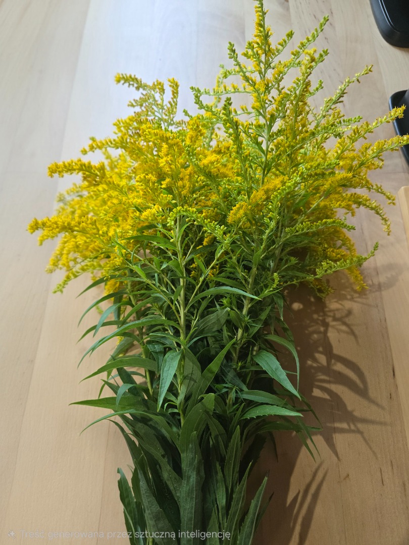 Hello, I'm selling dried Canadian goldenrod, only in large quantities