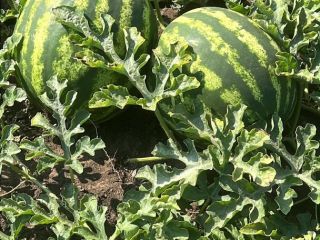 I am selling watermelons, Crimson variety - late. Very