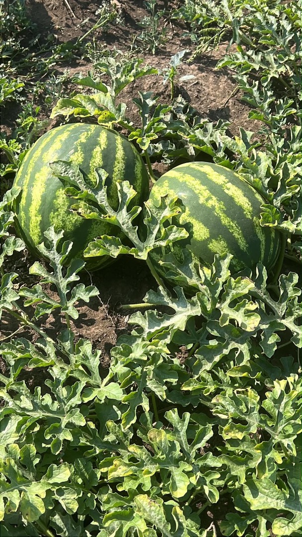 I am selling watermelons, Crimson variety - late