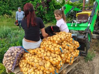 I will sell Denar, Vineta, Lily potatoes. Price to
