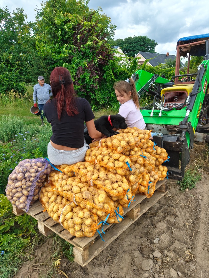 I will sell Denar, Vineta, Lily potatoes