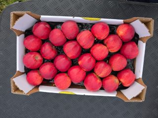 We will sell Gala Golden Pinova Jonaprince Jonagored Idared