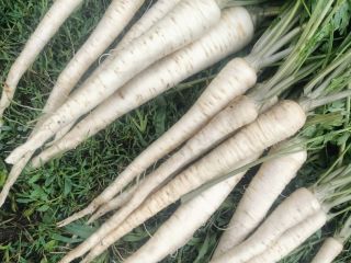 I have nice long parsley for sale