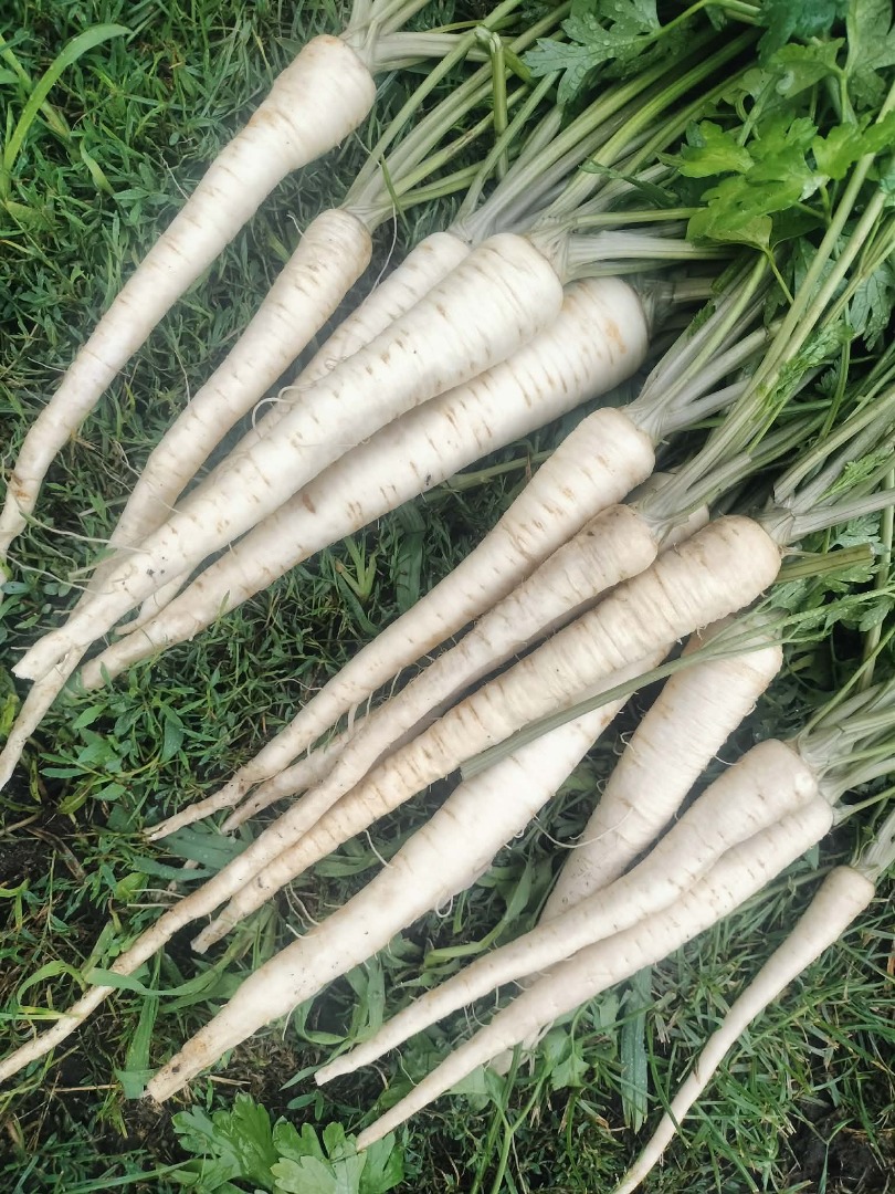 I have nice long parsley for sale