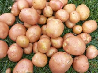 I have certified organic potatoes of the Queen Anne,
