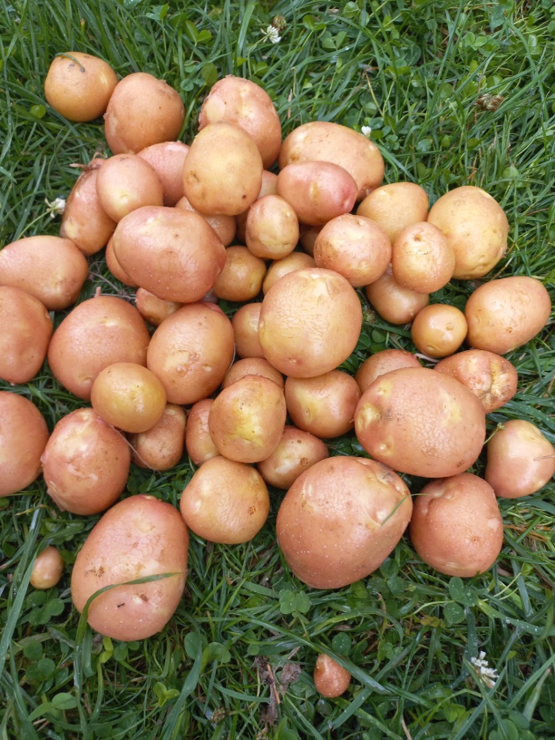 I have certified organic potatoes of the Queen Anne, Ricarda, Jurek, and Bellarosa varieties