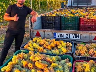 I SELL GRAPES FOR WINE MAKING – DIRECTLY FROM