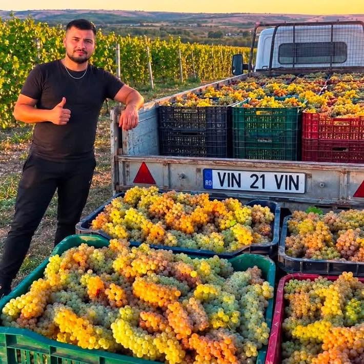 I SELL GRAPES FOR WINE MAKING – DIRECTLY FROM THE PRODUCER I sell grapes for wine making, directly from my own production
