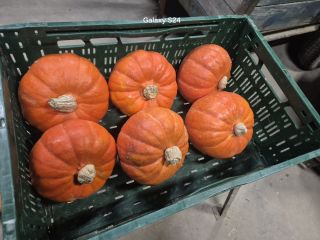 I will sell edible pumpkins, Hokkaido Amoro. Quantity in