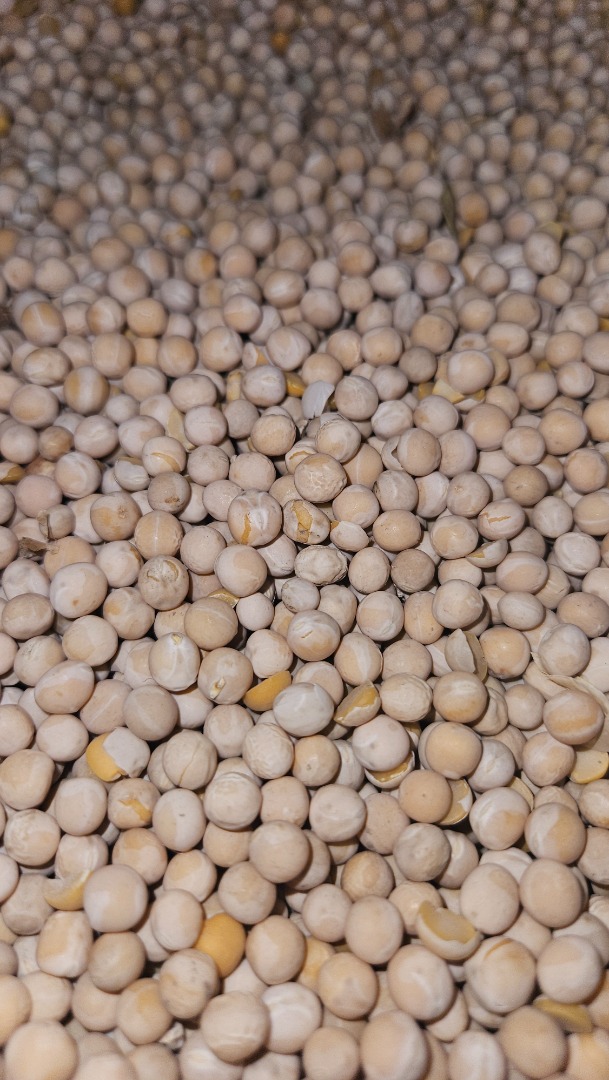 This year's peas 18t