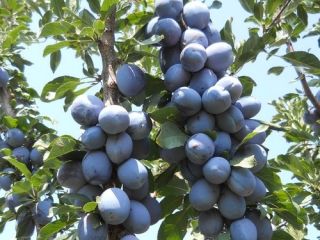 I am selling prunes at 0.2 euro cents, for