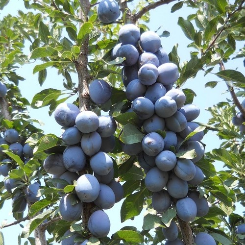 I am selling prunes at 0.2 euro cents, for people who can come and pick them themselves - Pazardzhik region